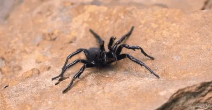 Atrax Robustus sobre una roca.