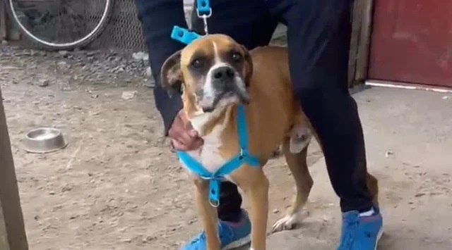 Uno de los seis perros rescatados en Los Hornos.