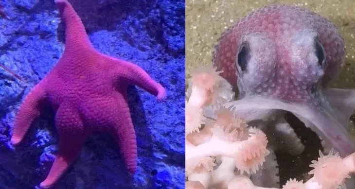 Tras el éxito inicial, el CONICET y el Schmidt Ocean Institute (SOI) llevarán a cabo una nueva misión que comenzará en diciembre.