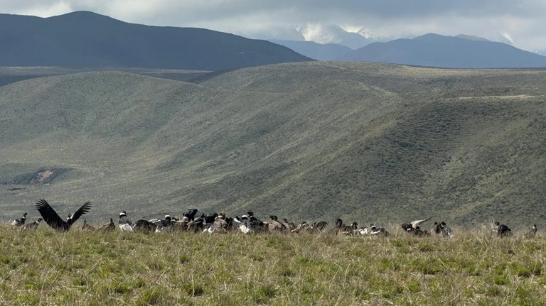 AVISTAMIENTO DE CÓNDORES