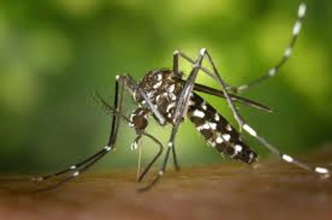 El mosquito que transmite dengue.