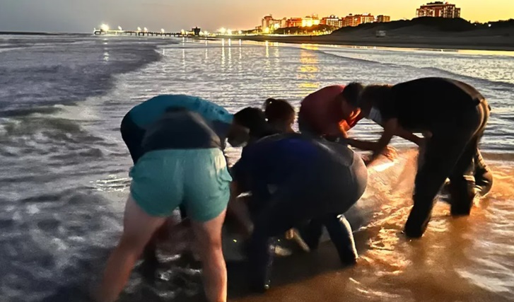 Un zifio fue hallado sin vida en San Clemente del Tuyú