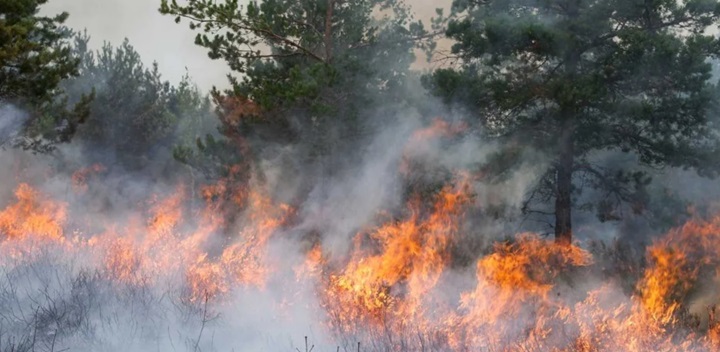 INCENDIOS FORESTALES