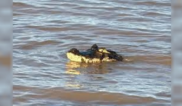 El yacaré apareció en la costa de Rosario.