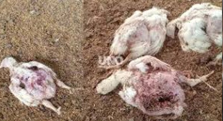 Los pollos fueron atacados por una jauría.