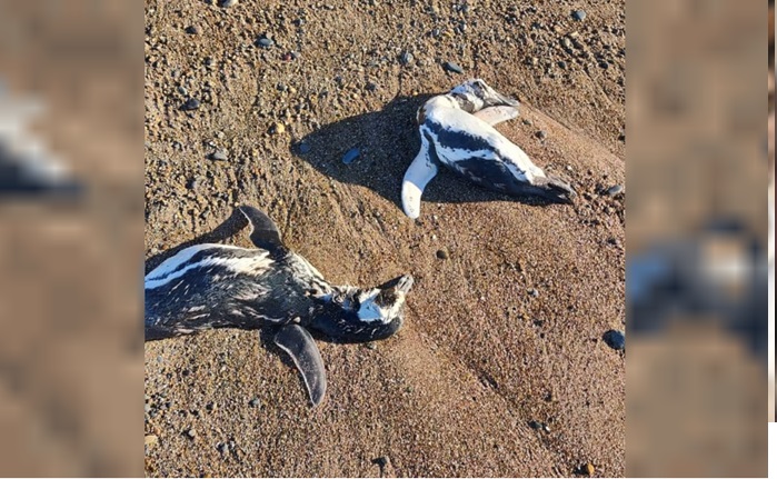 Aparición de pingüinos muertos