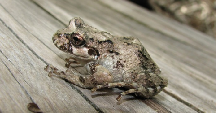 Una rana que habita el Parque Nacional Los Alerces sobrevivió